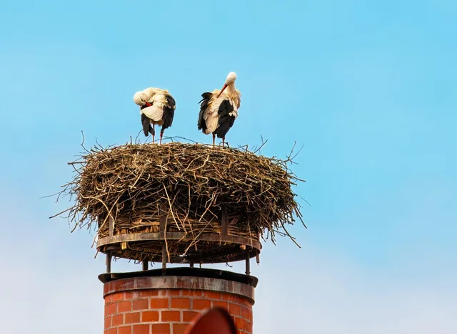 storks, birds, nest, beak, chimney, animals, wildlife, rattle stork, ornithology, bird watching, nature. Chimney Sweep Bird Nest Removal Rules and Pricing