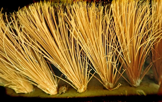 broom, bristles, macro, sweep, dirt, cleaning, work, household. Why homeowners call a chimney sweep, and which jobs to chase